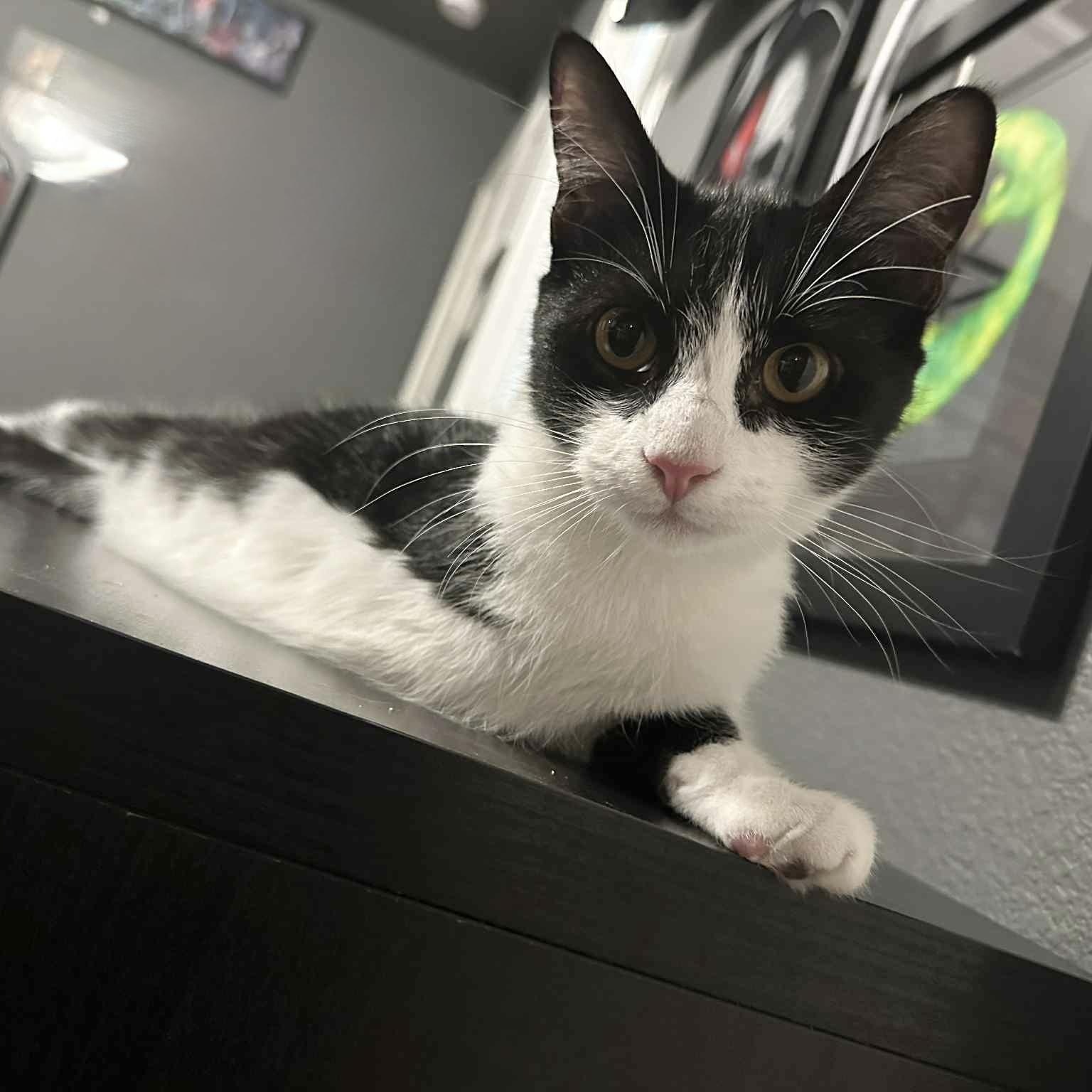 Perfect Juror, Adoptable, Kitten Male Tuxedo & Domestic Short Hair.