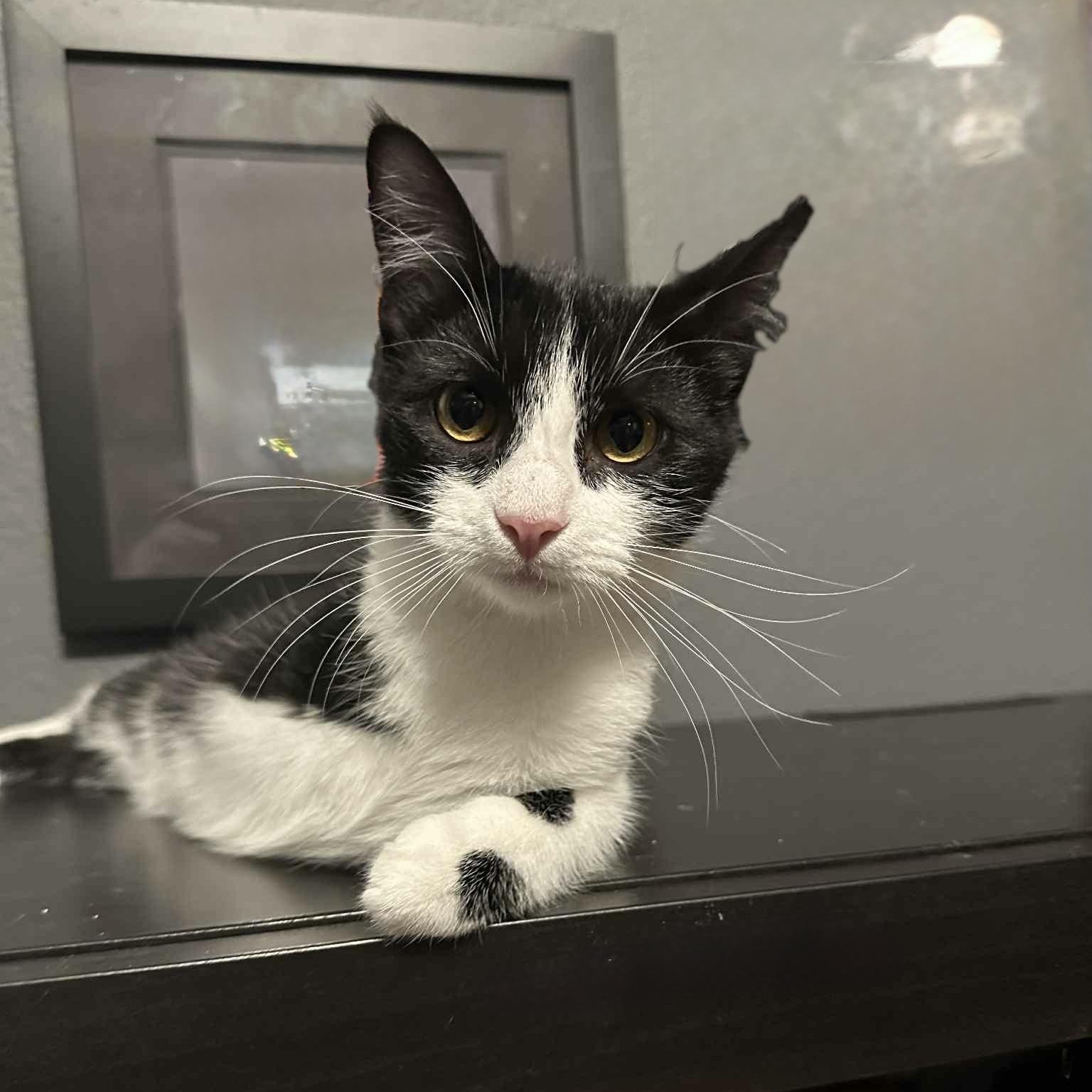 Perfect Juror, a Adoptable mixed breed in West Hartford , CT image 2/6