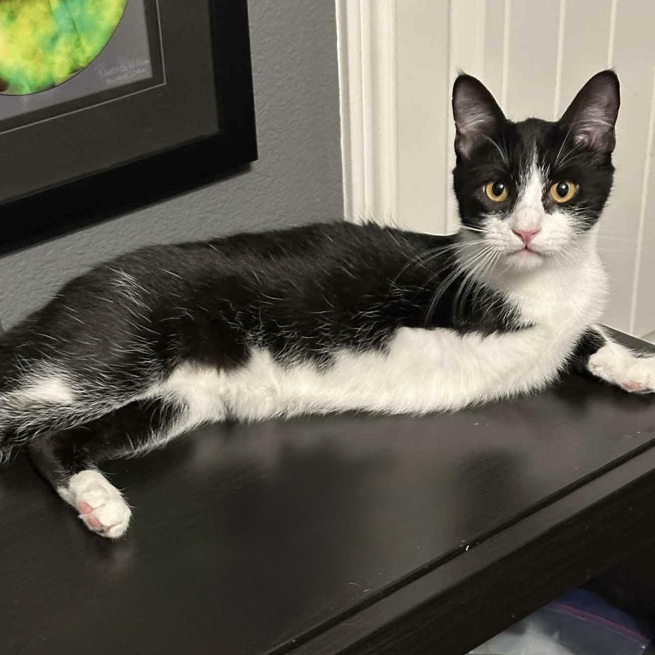 Perfect Juror, a Adoptable mixed breed in West Hartford , CT image 3/6