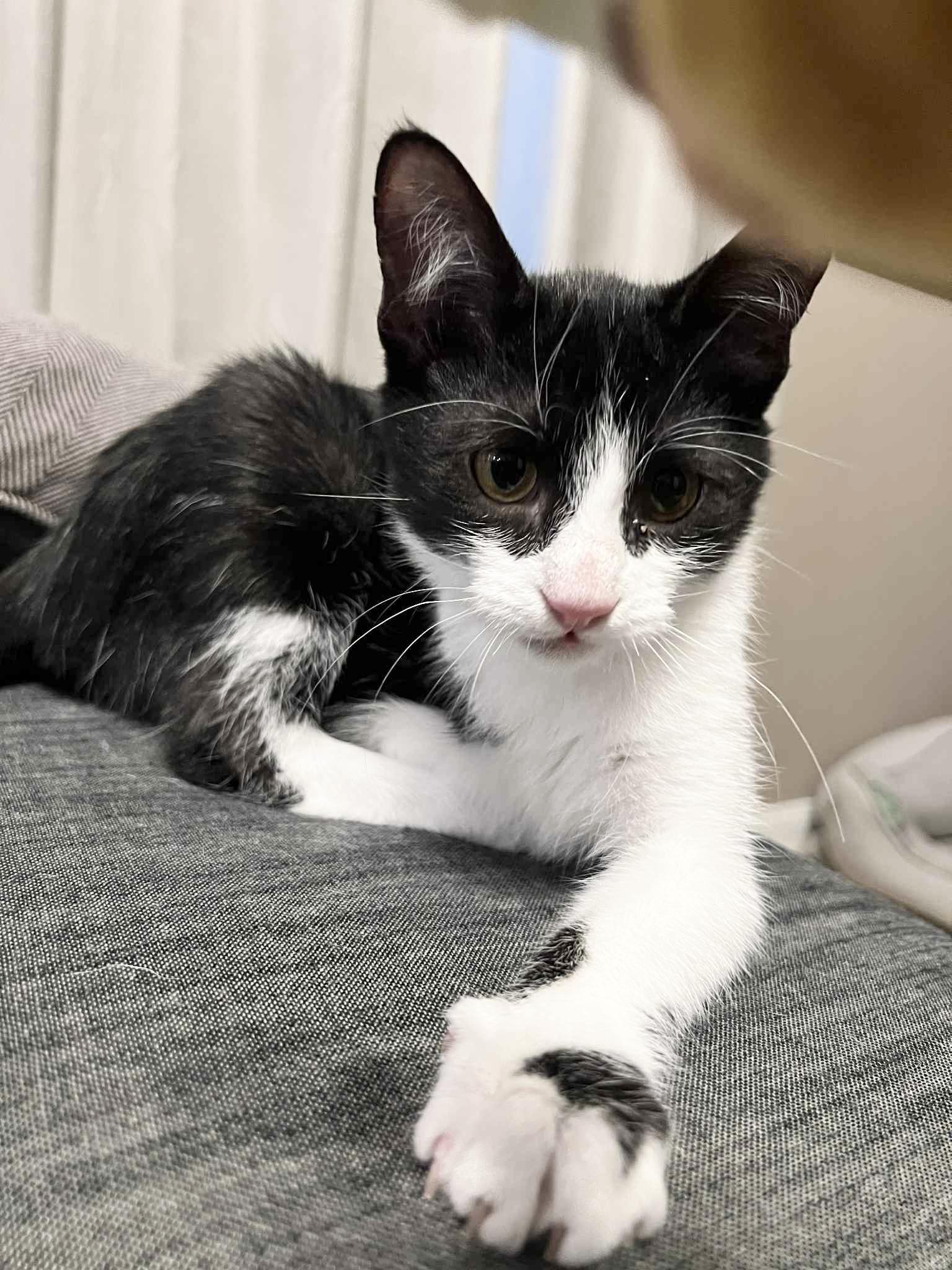 Perfect Juror, a Adoptable mixed breed in West Hartford , CT image 4/6