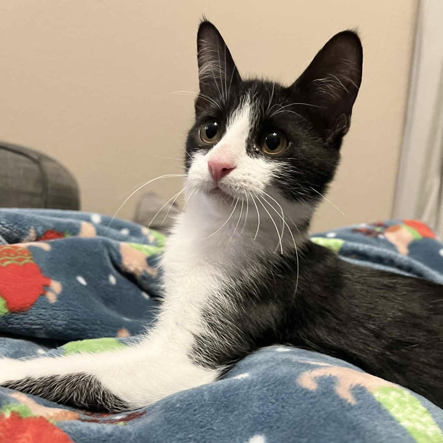 Perfect Juror, a Adoptable mixed breed in West Hartford , CT image 5/6