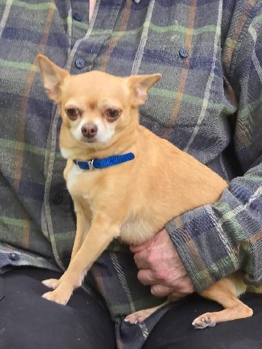 Frankie (5 lbs!), ADOPTABLE, Adult Male Chihuahua.