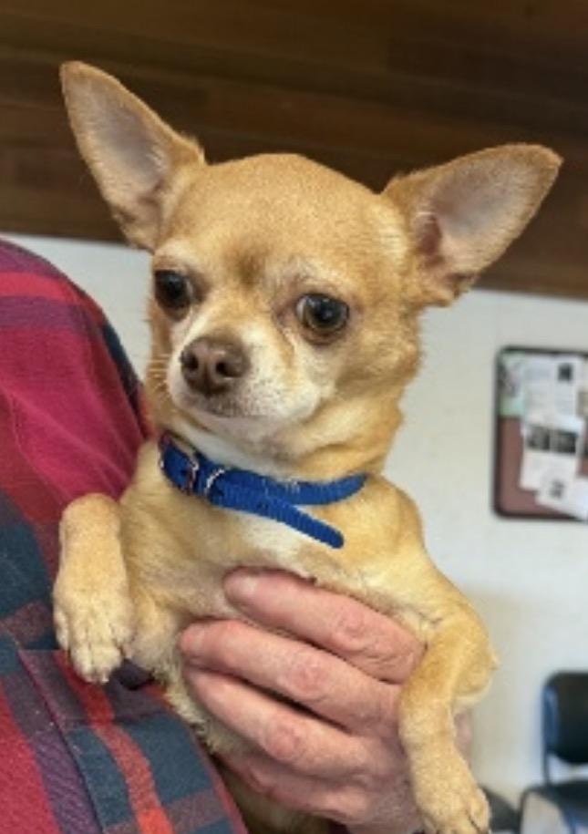 Enlarge Frankie (5 lbs!), a ADOPTABLE Chihuahua in Nerstrand, MN image 2/3