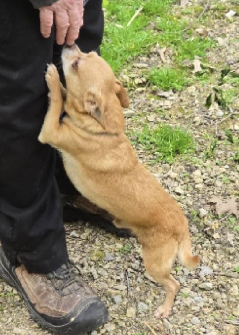 Enlarge Frankie (5 lbs!), a ADOPTABLE Chihuahua in Nerstrand, MN image 3/3