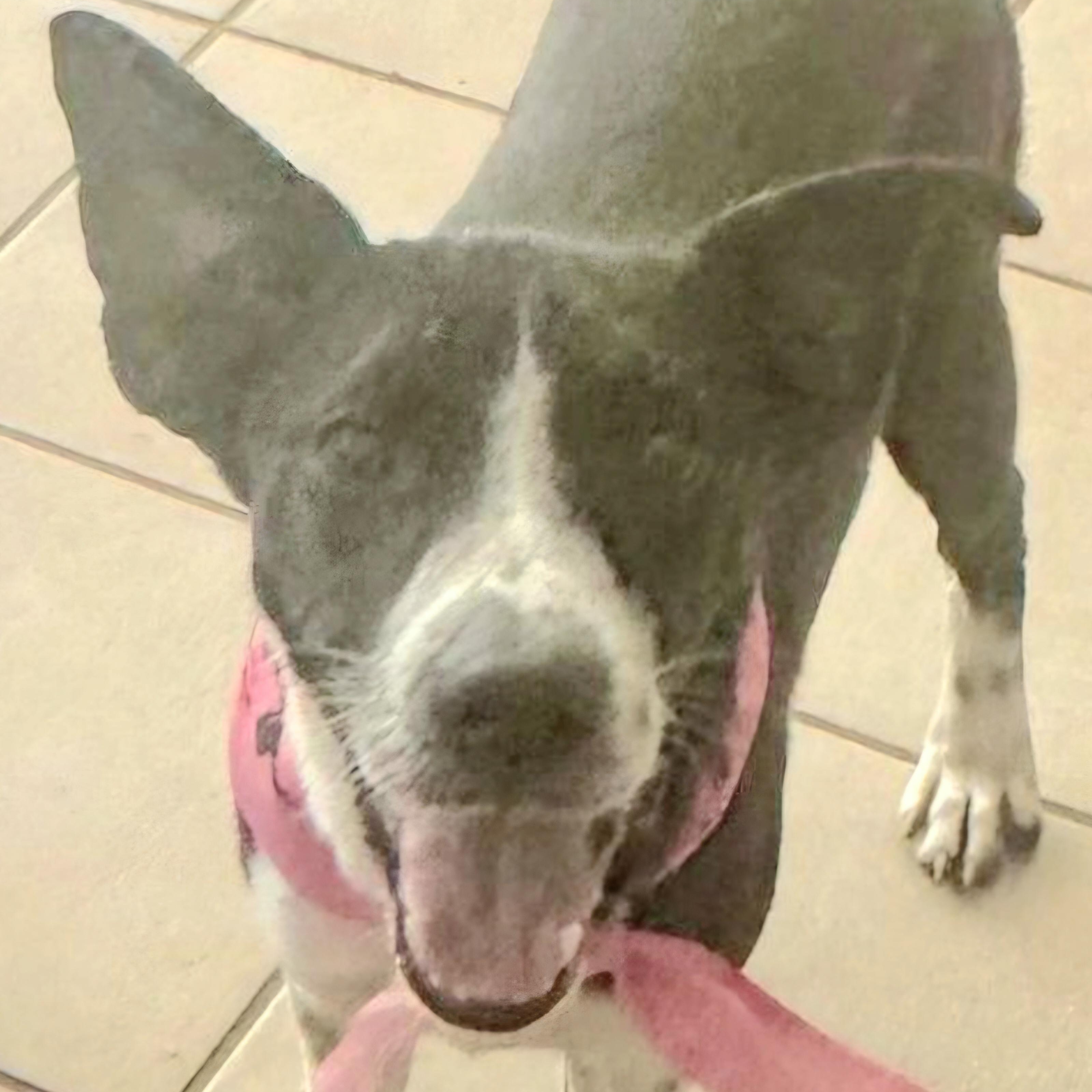 OREO COOKIE (In NY ready for a meet and greet)