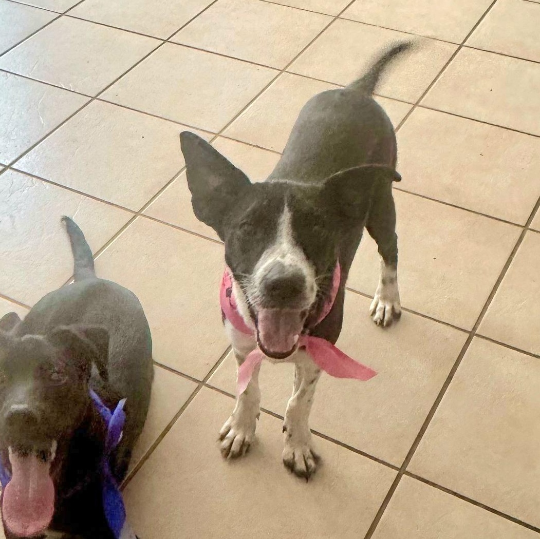 OREO COOKIE (In NY ready for a meet and greet)