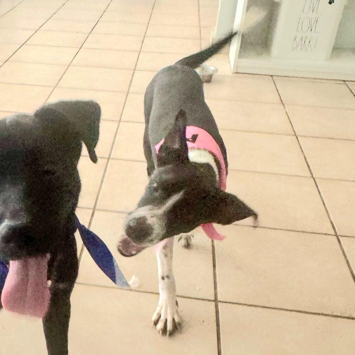 Oreo Cookie thumbnail 3