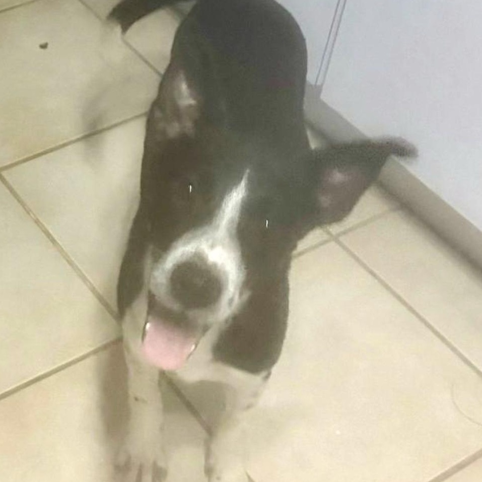 OREO COOKIE (In NY ready for a meet and greet)