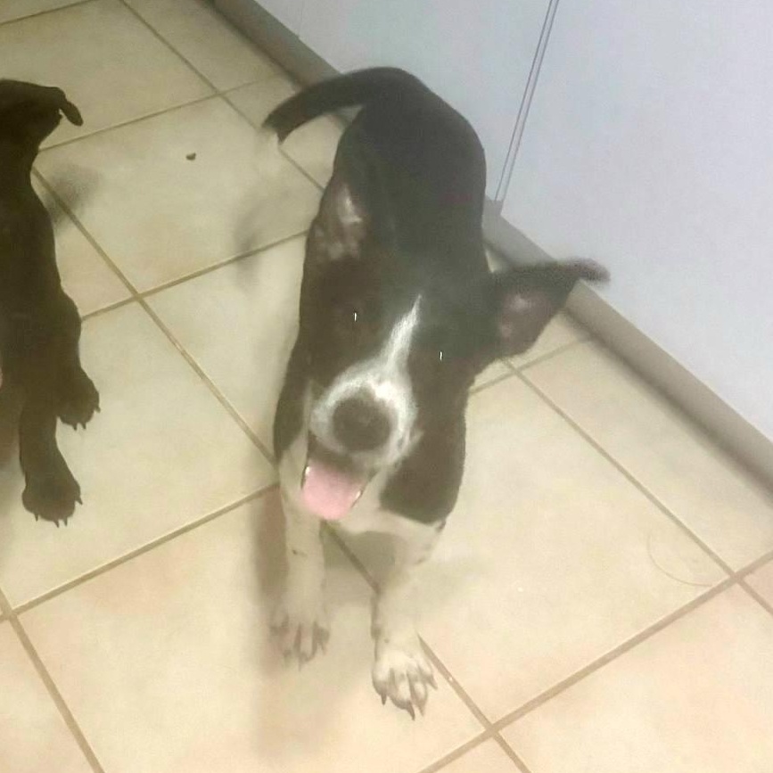 Oreo Cookie thumbnail 5