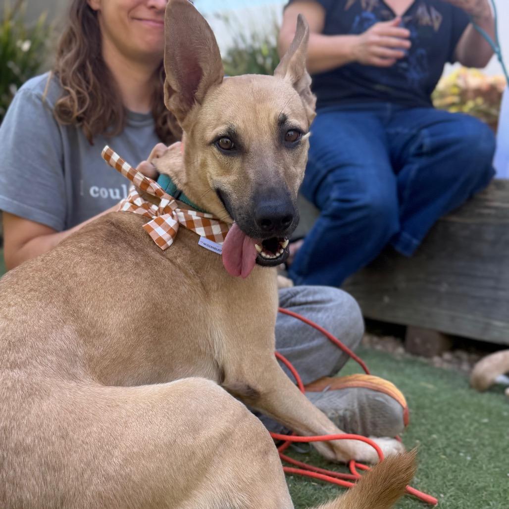 Baby Driver is good with cats, Adoptable, Adult Female German Shepherd Dog & Cardigan Welsh Corgi.