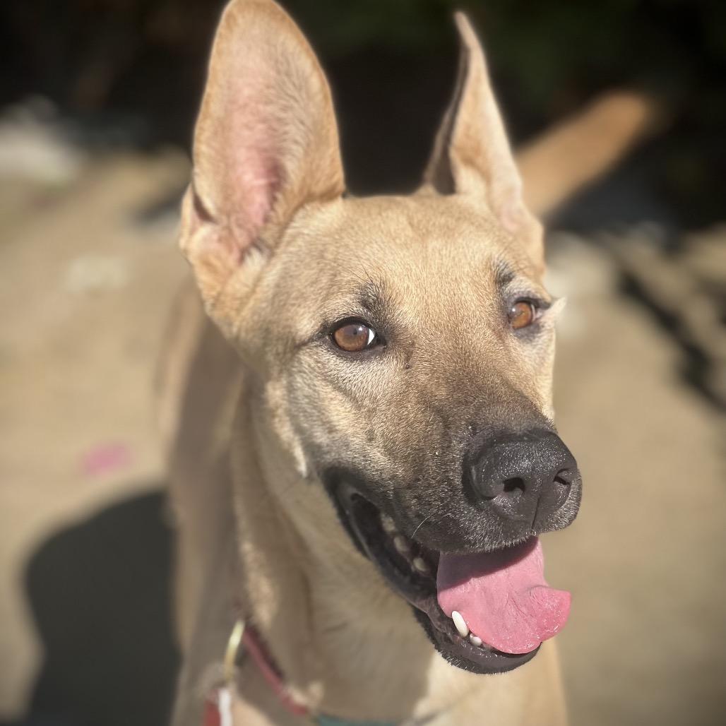 Enlarge Baby Driver is good with cats, a Adoptable mixed breed in Los Angeles, CA image 2/5