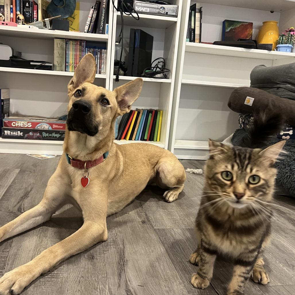 Enlarge Baby Driver is good with cats, a Adoptable mixed breed in Los Angeles, CA image 3/5