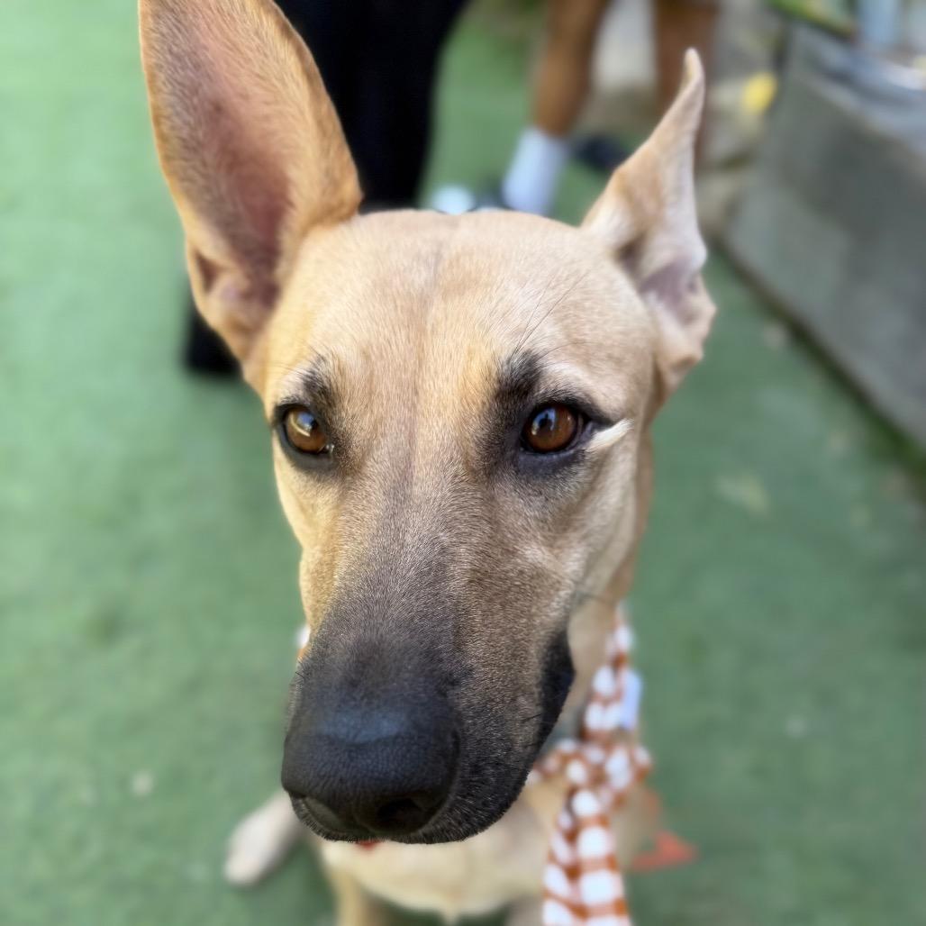 Enlarge Baby Driver is good with cats, a Adoptable mixed breed in Los Angeles, CA image 4/5
