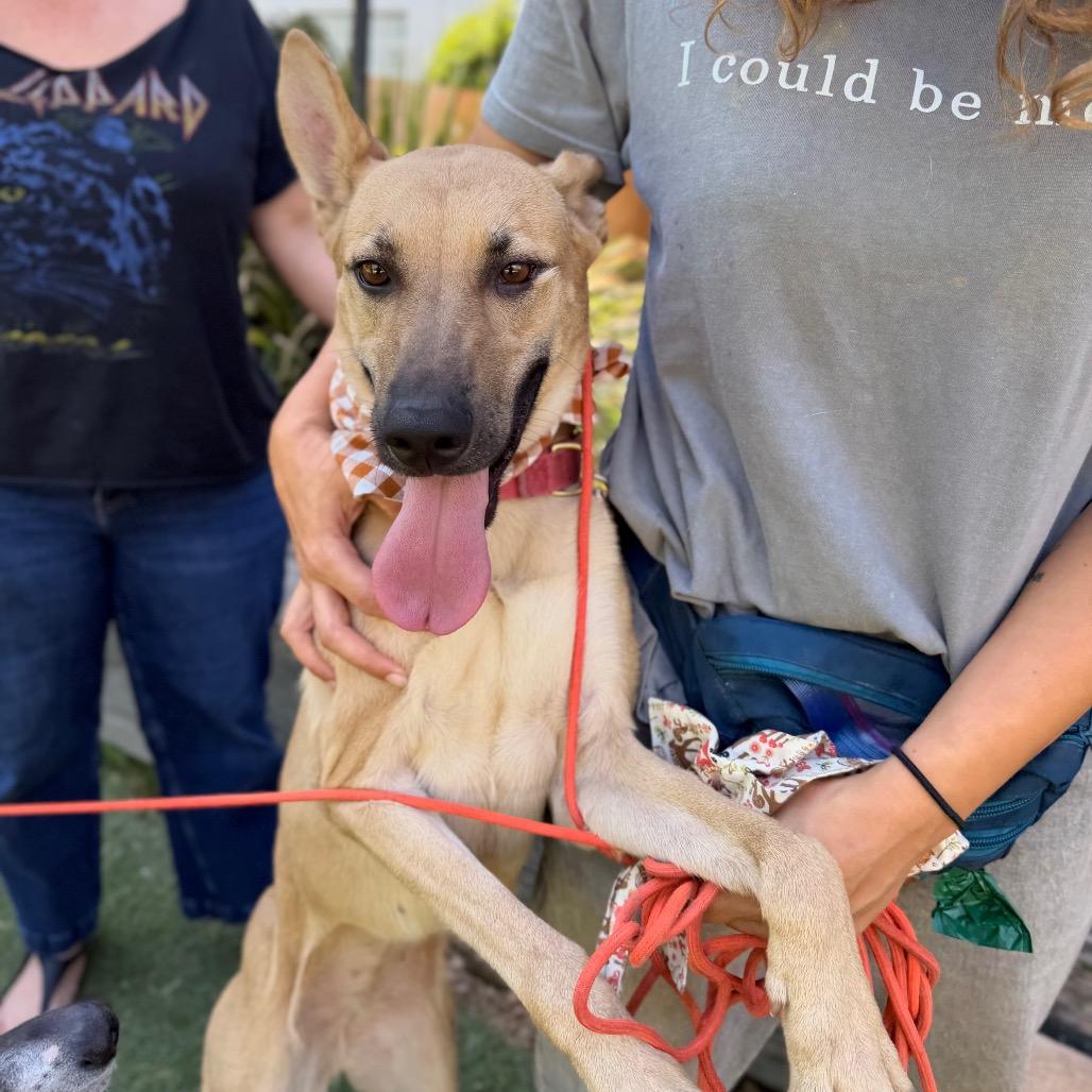 Enlarge Baby Driver is good with cats, a Adoptable mixed breed in Los Angeles, CA image 5/5