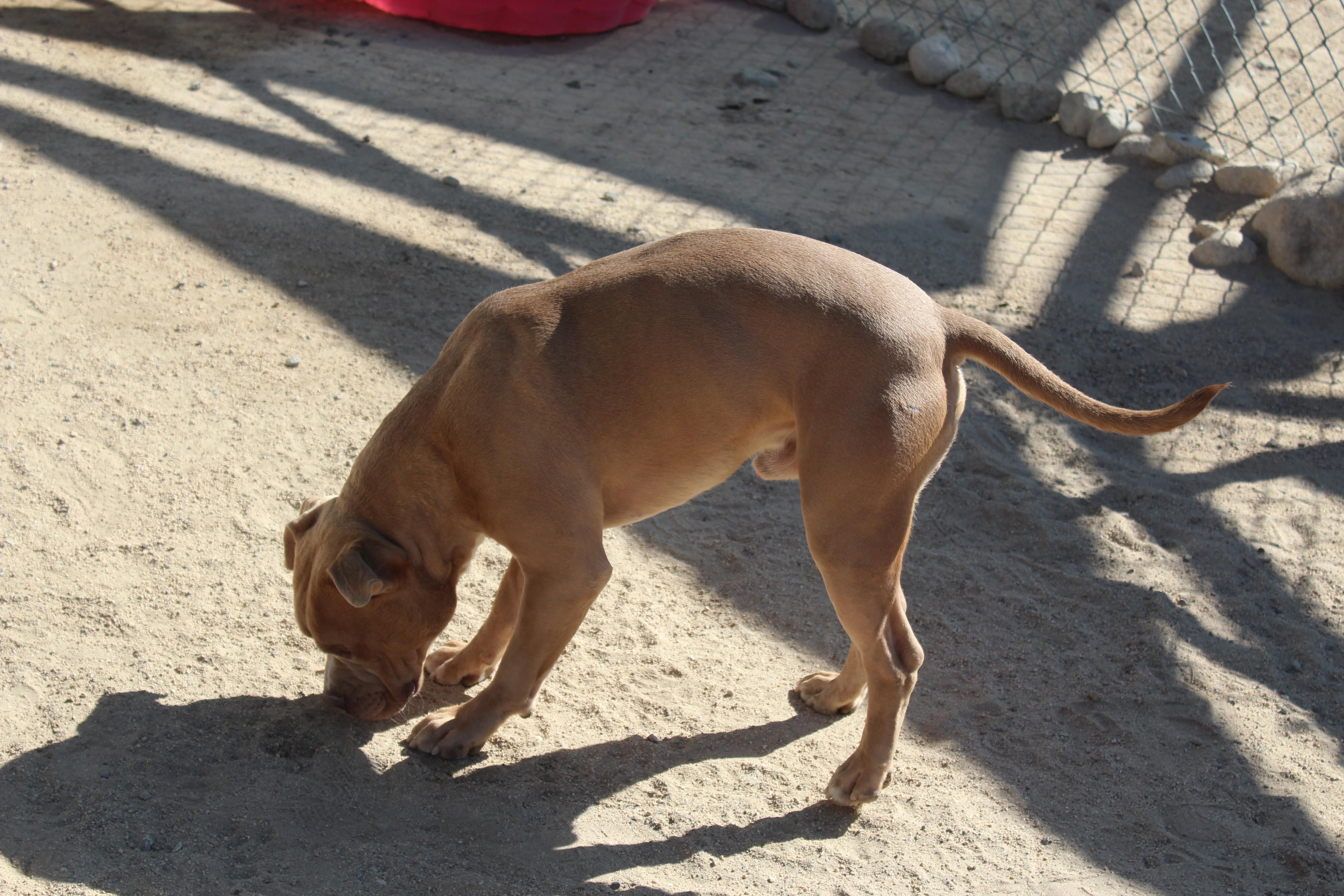 Enlarge Chucky, a Adoptable Pit Bull Terrier in Yucca Valley, CA image 3/6