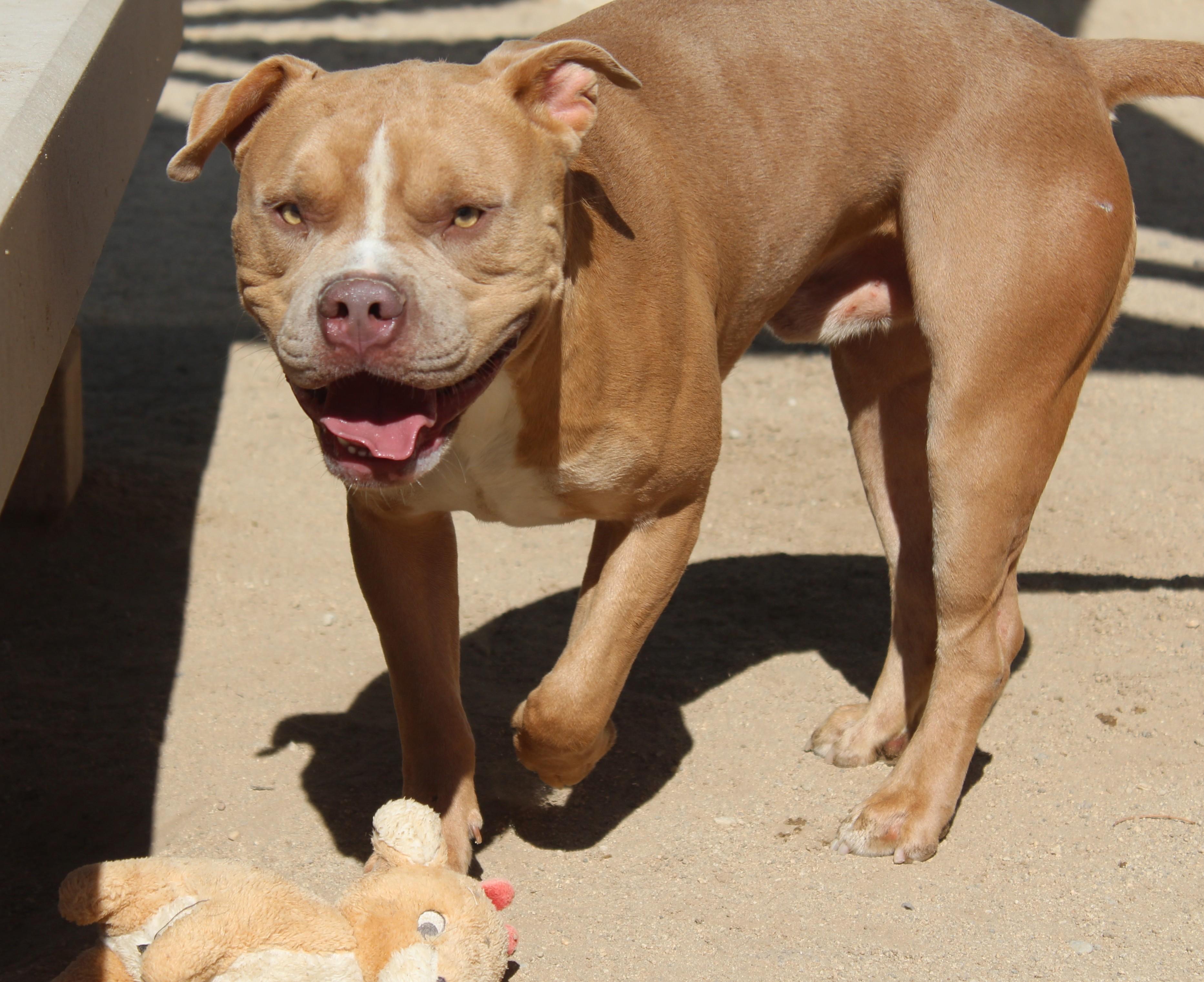 Enlarge Chucky, a Adoptable Pit Bull Terrier in Yucca Valley, CA image 2/6