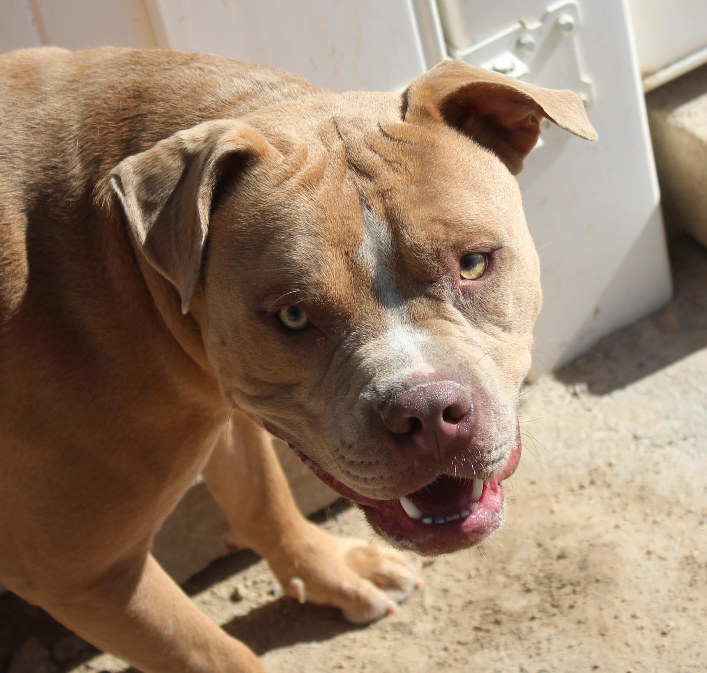 Enlarge Chucky, a Adoptable Pit Bull Terrier in Yucca Valley, CA image 5/6