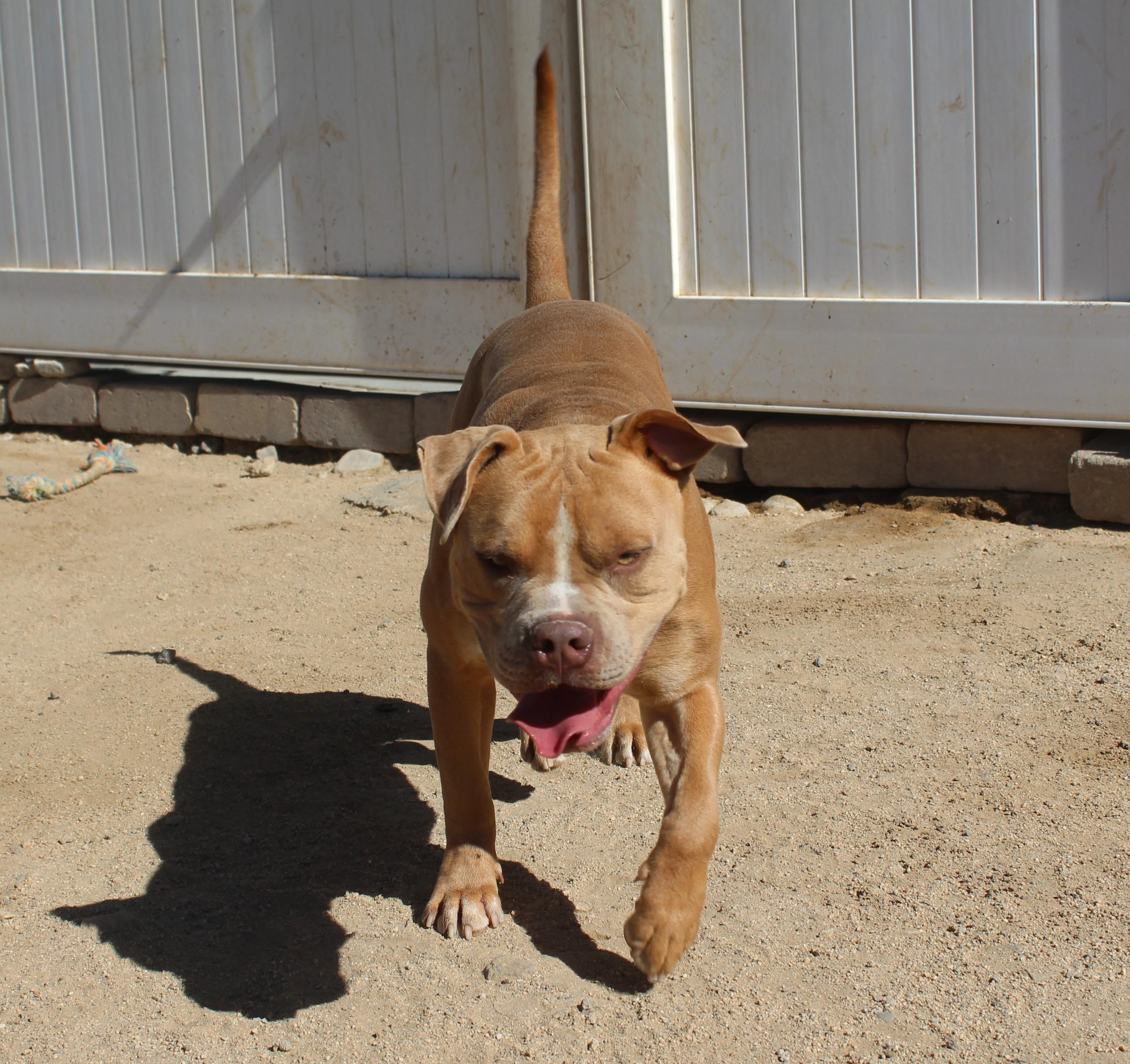 Enlarge Chucky, a Adoptable Pit Bull Terrier in Yucca Valley, CA image 4/6