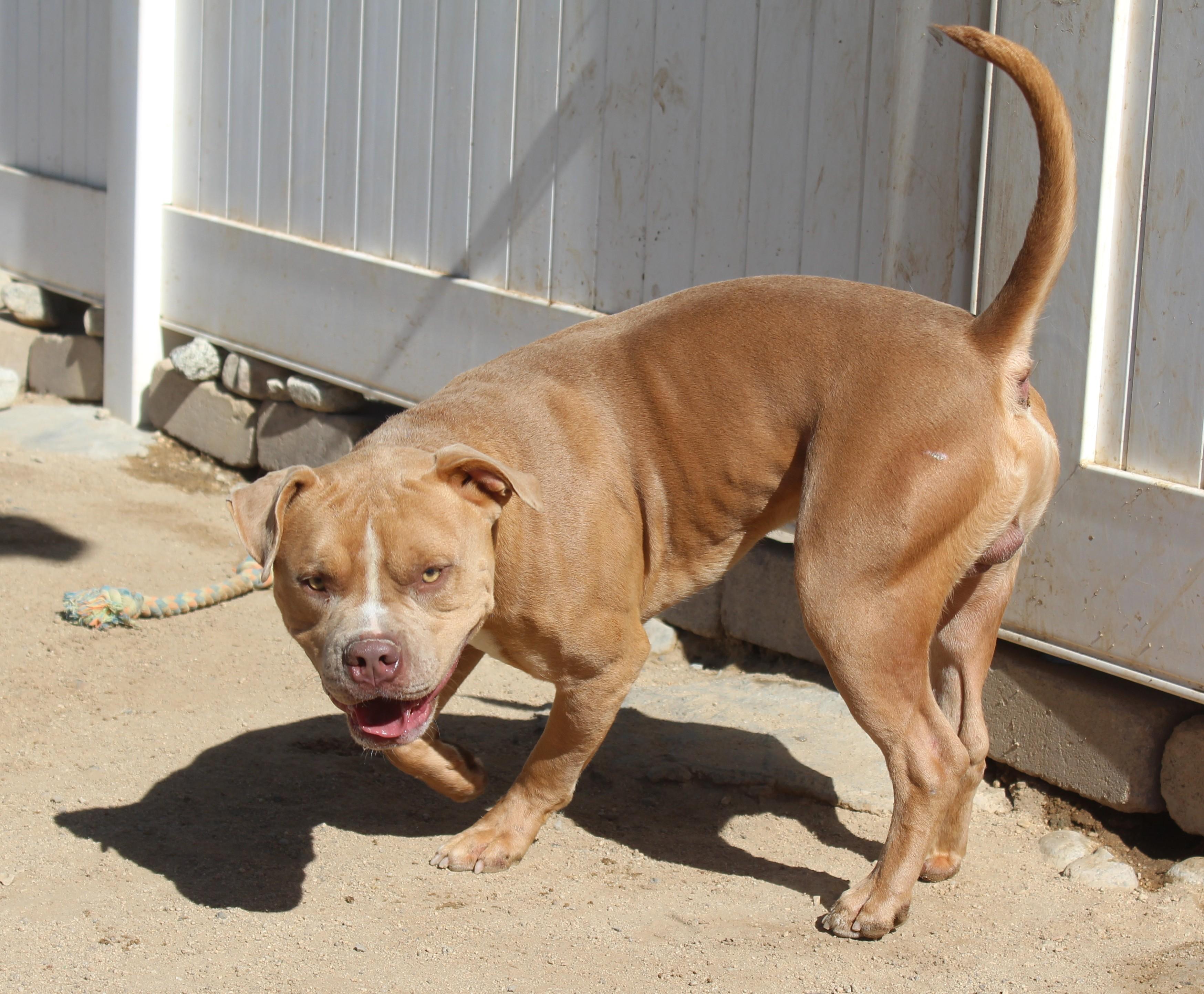 Enlarge Chucky, a Adoptable Pit Bull Terrier in Yucca Valley, CA image 6/6