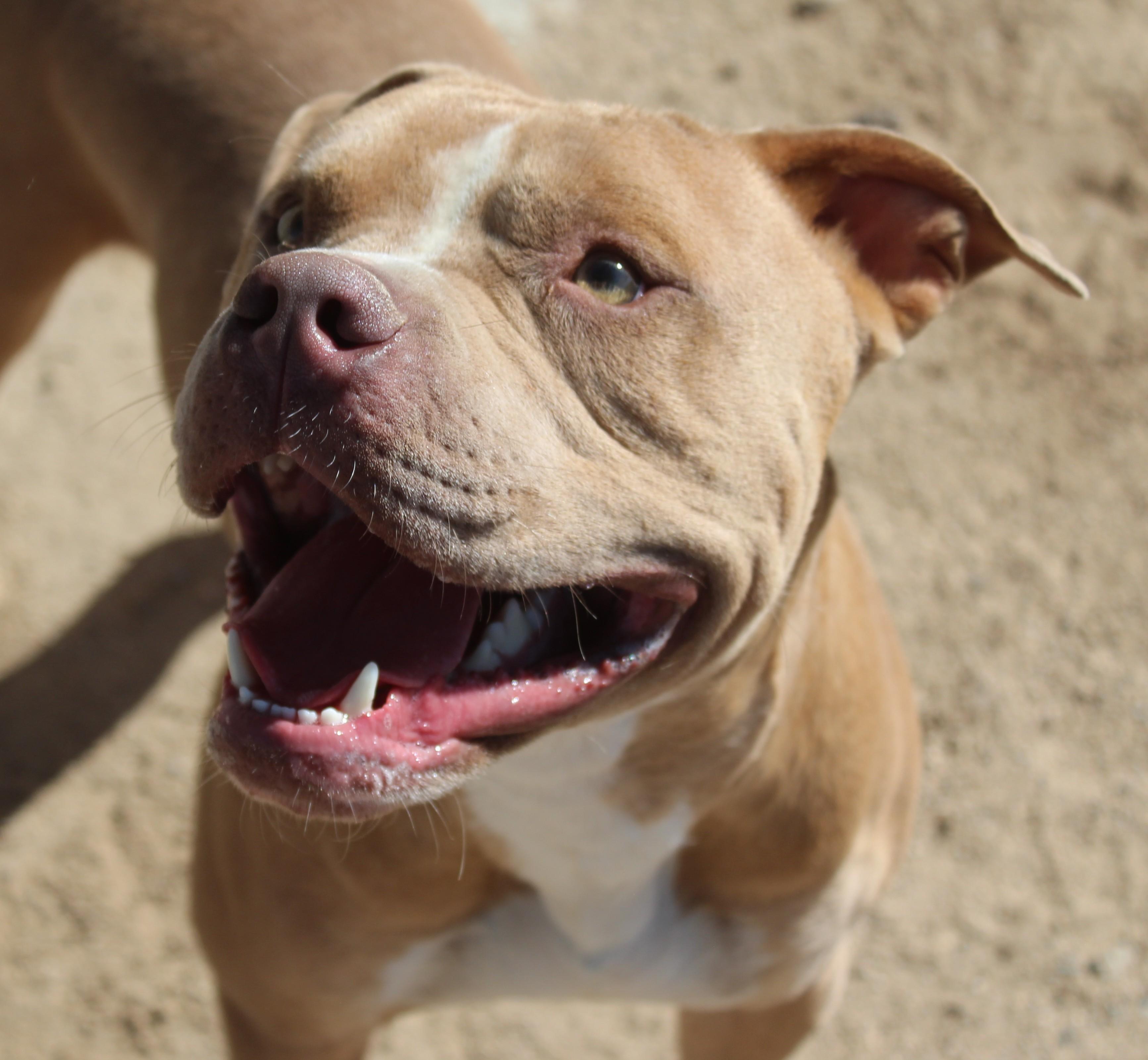 Chucky, Adoptable, Adult Male Pit Bull Terrier.