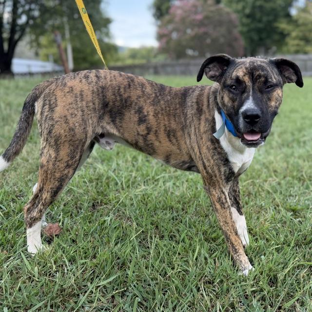 Enlarge Steve, a Adoptable mixed breed in Woburn, MA image 6/6