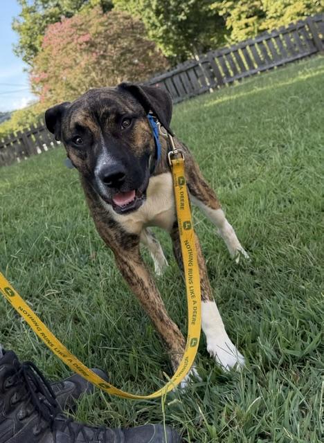 Enlarge Steve, a Adoptable mixed breed in Woburn, MA image 3/6