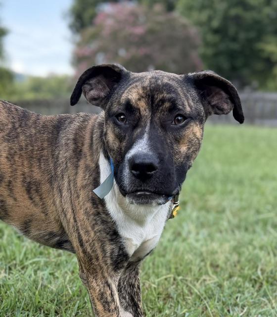 Enlarge Steve, a Adoptable mixed breed in Woburn, MA image 1/6