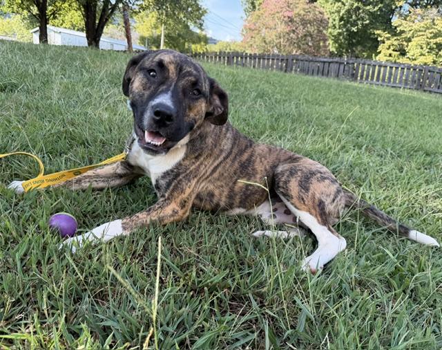 Enlarge Steve, a Adoptable mixed breed in Woburn, MA image 4/6