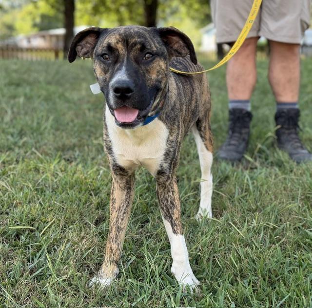 Enlarge Steve, a Adoptable mixed breed in Woburn, MA image 5/6