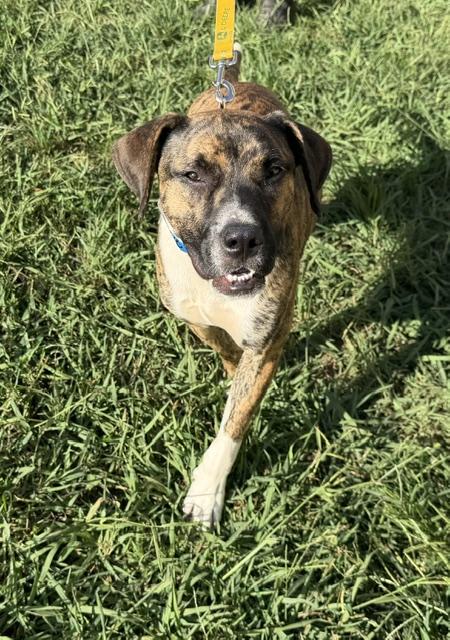 Enlarge Steve, a Adoptable mixed breed in Woburn, MA image 2/6