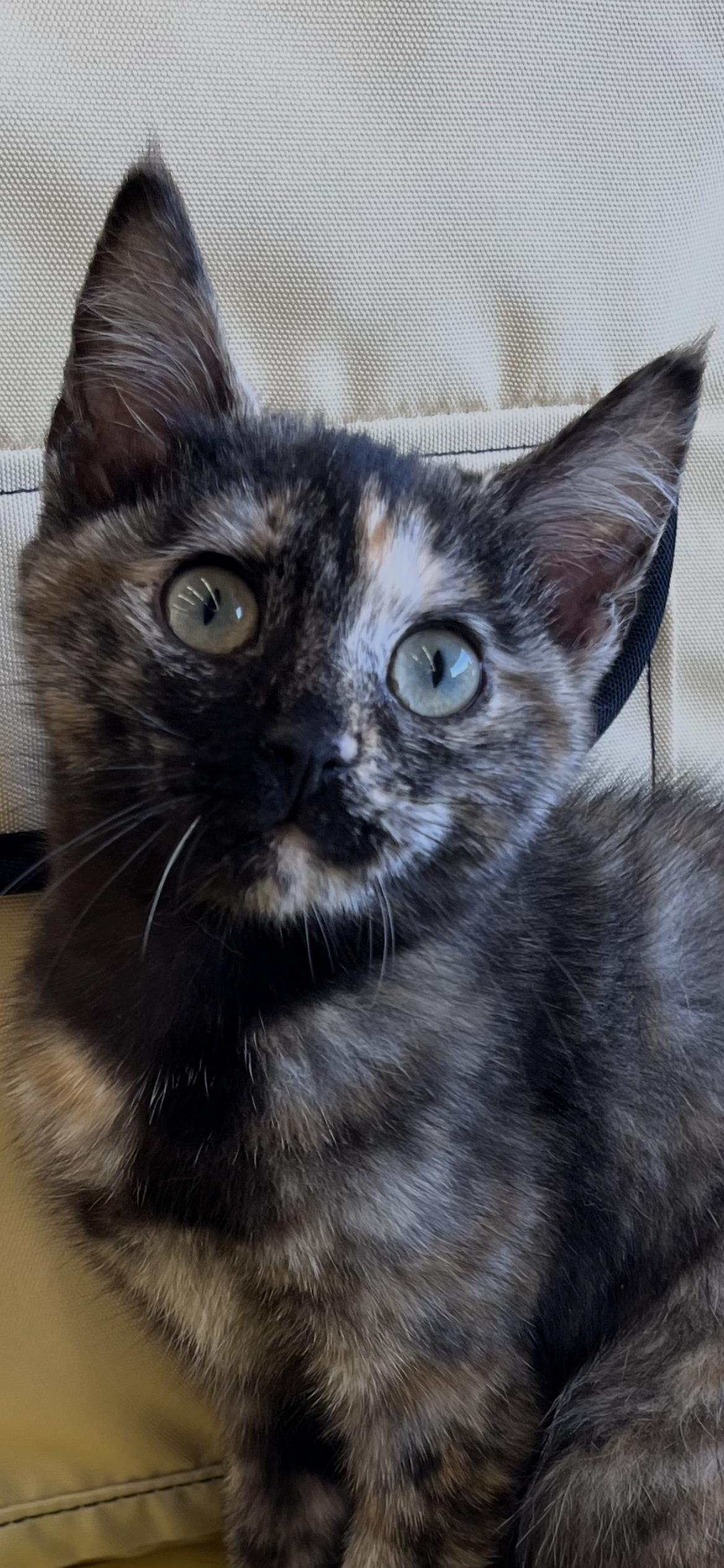 Enlarge Chancey, a Adoptable Domestic Short Hair in Connelly Springs, NC image 3/3