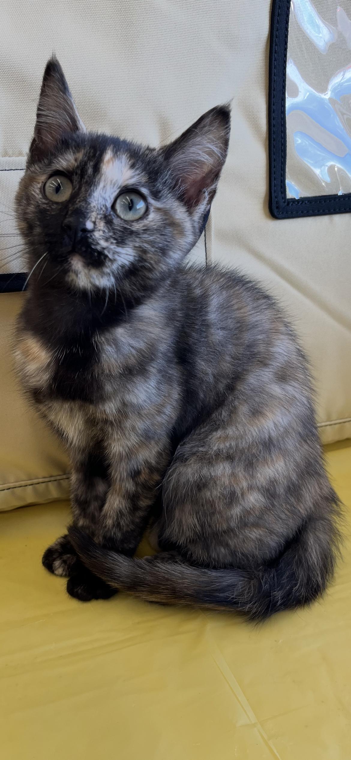 Enlarge Chancey, a Adoptable Domestic Short Hair in Connelly Springs, NC image 1/3
