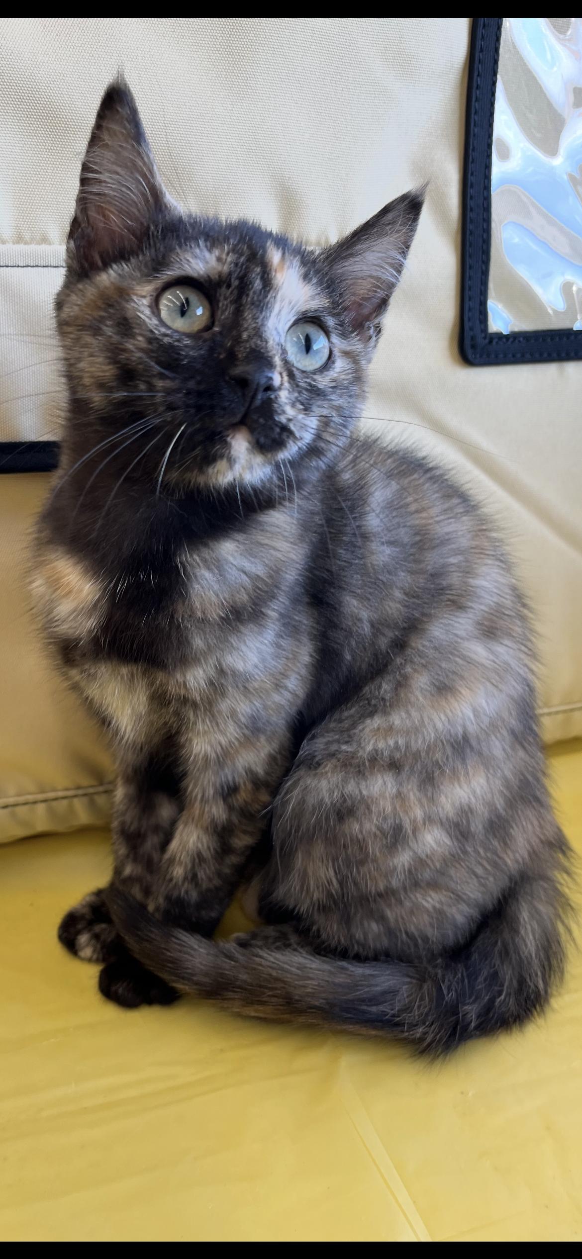 Enlarge Chancey, a Adoptable Domestic Short Hair in Connelly Springs, NC image 2/3