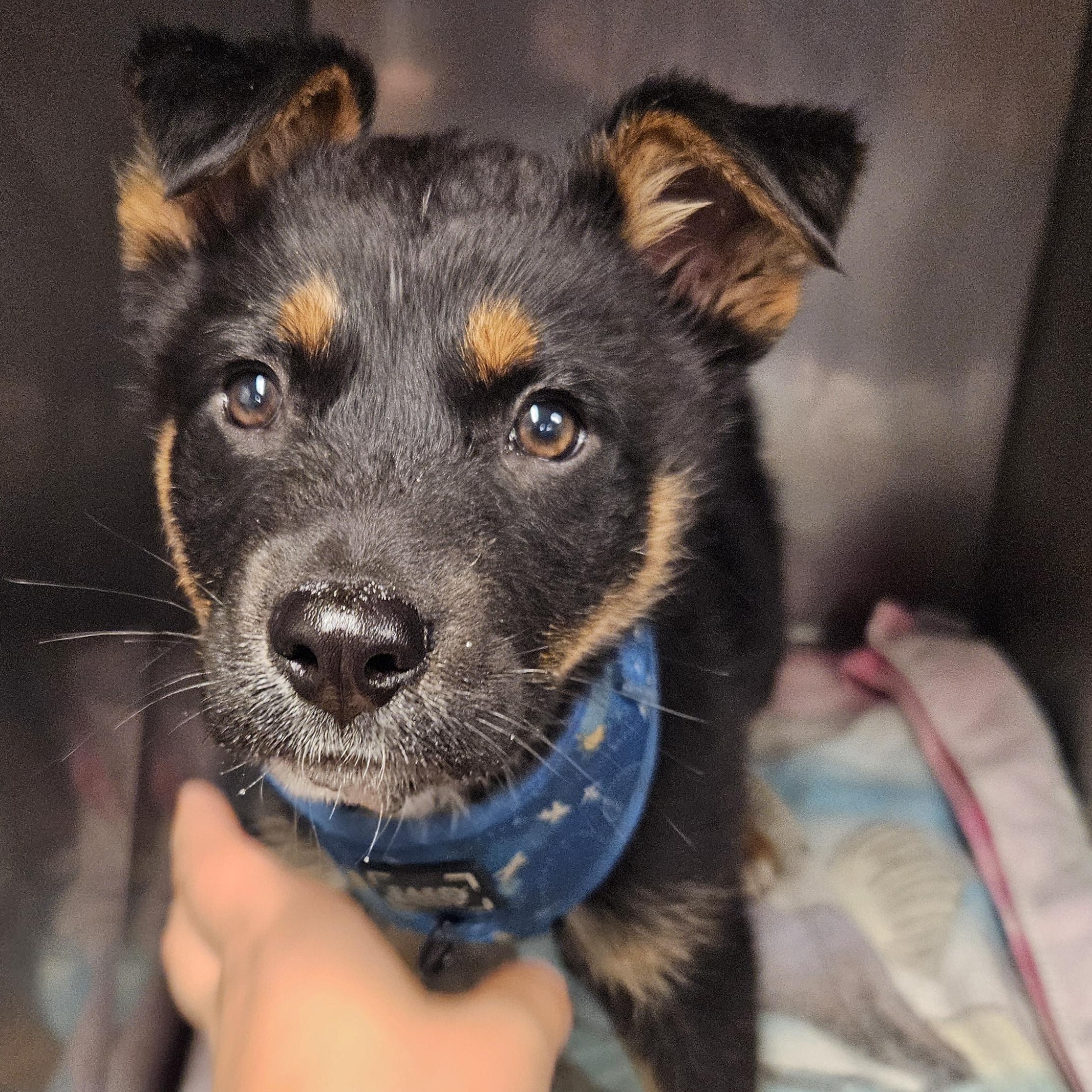 Enlarge Minnow, a ADOPTABLE mixed breed in The Dalles, OR image 1/1