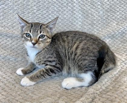 Ya Ya, Adoptable, Kitten Female Domestic Short Hair & Domestic Short Hair.