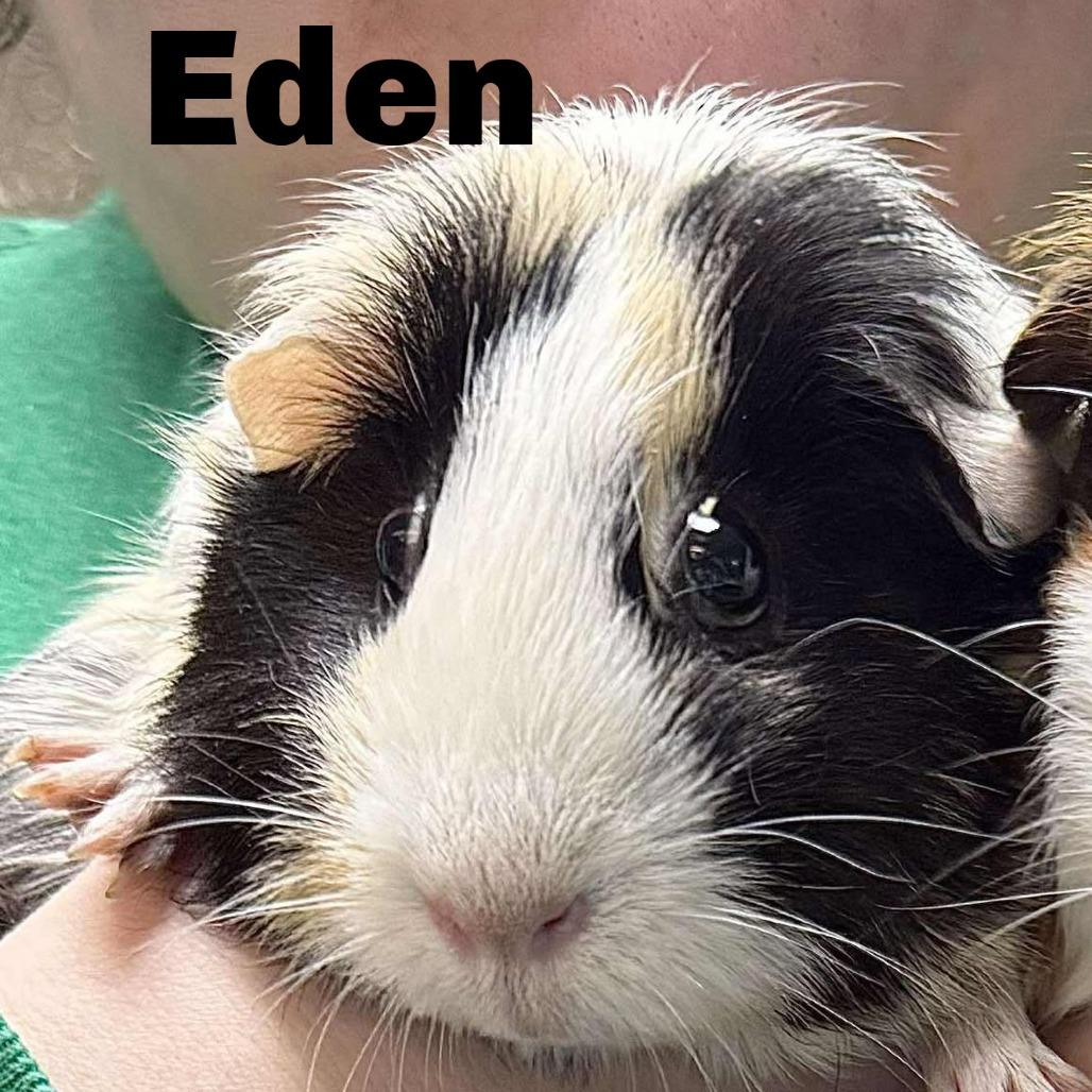 Eden 251112, Adoptable, Adult Female Guinea Pig.