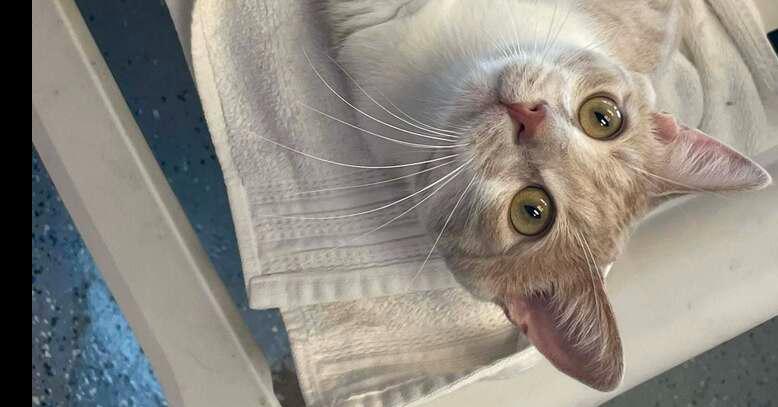 Fish, a Adoptable mixed breed in Mishawaka, IN image 1/5