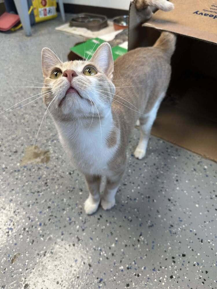 Fish, a Adoptable mixed breed in Mishawaka, IN image 2/5