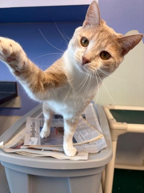 Enlarge Fish, a Adoptable mixed breed in Mishawaka, IN image 3/6