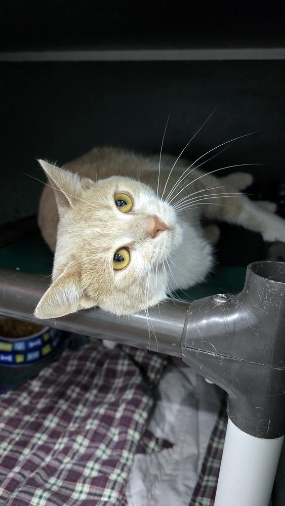 Fish, Adoptable, Adult Male Domestic Short Hair.