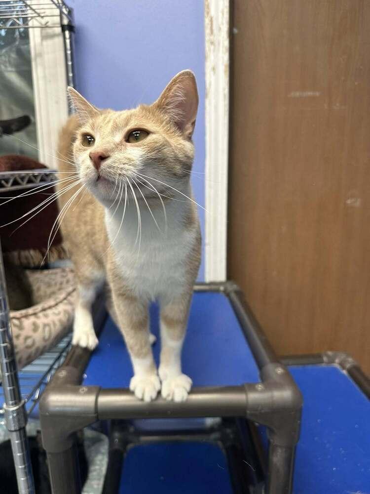 Fish, a Adoptable mixed breed in Mishawaka, IN image 4/5