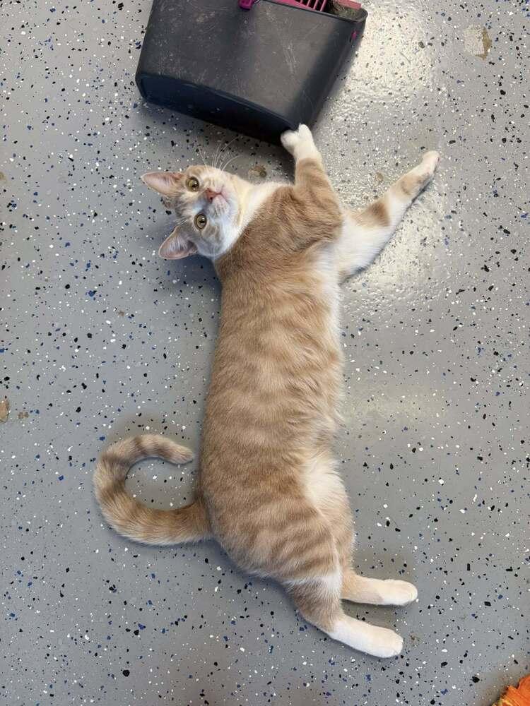 Fish, a Adoptable mixed breed in Mishawaka, IN image 5/5