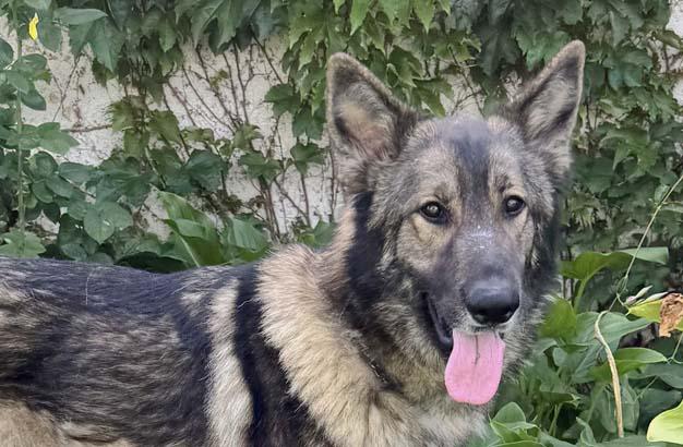 Enlarge Diesel, an adopted German Shepherd Dog in Newport Beach, CA image 1/1