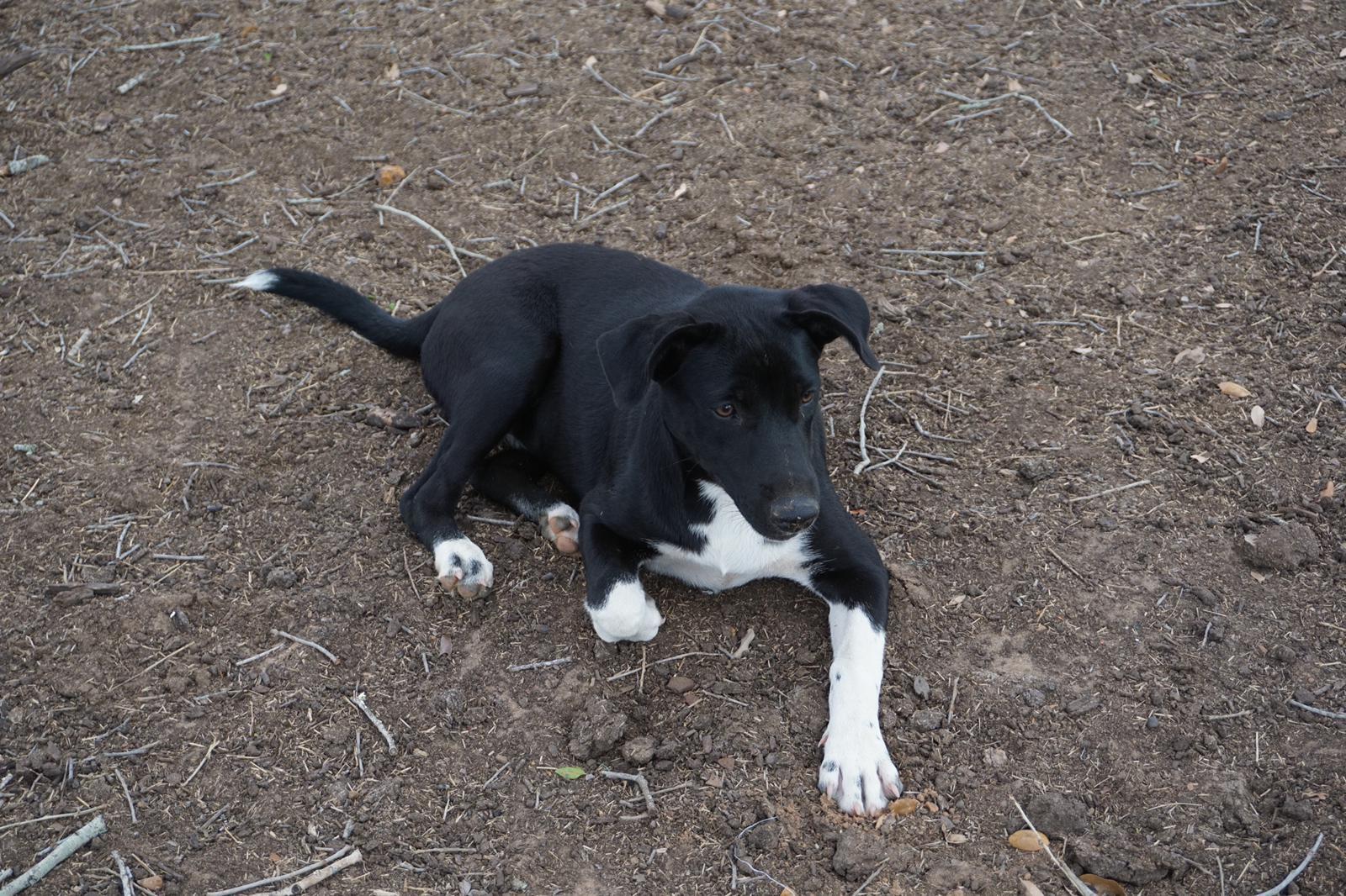 Sarah2, a Adoptable mixed breed in Bigfoot, TX image 1/4