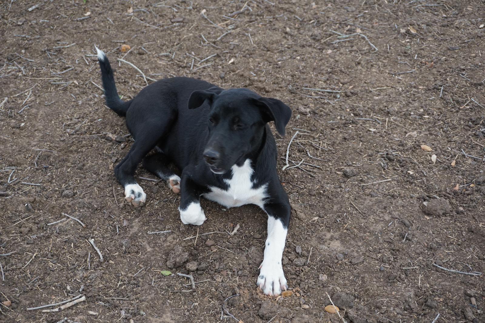 Sarah2, a Adoptable mixed breed in Bigfoot, TX image 2/4