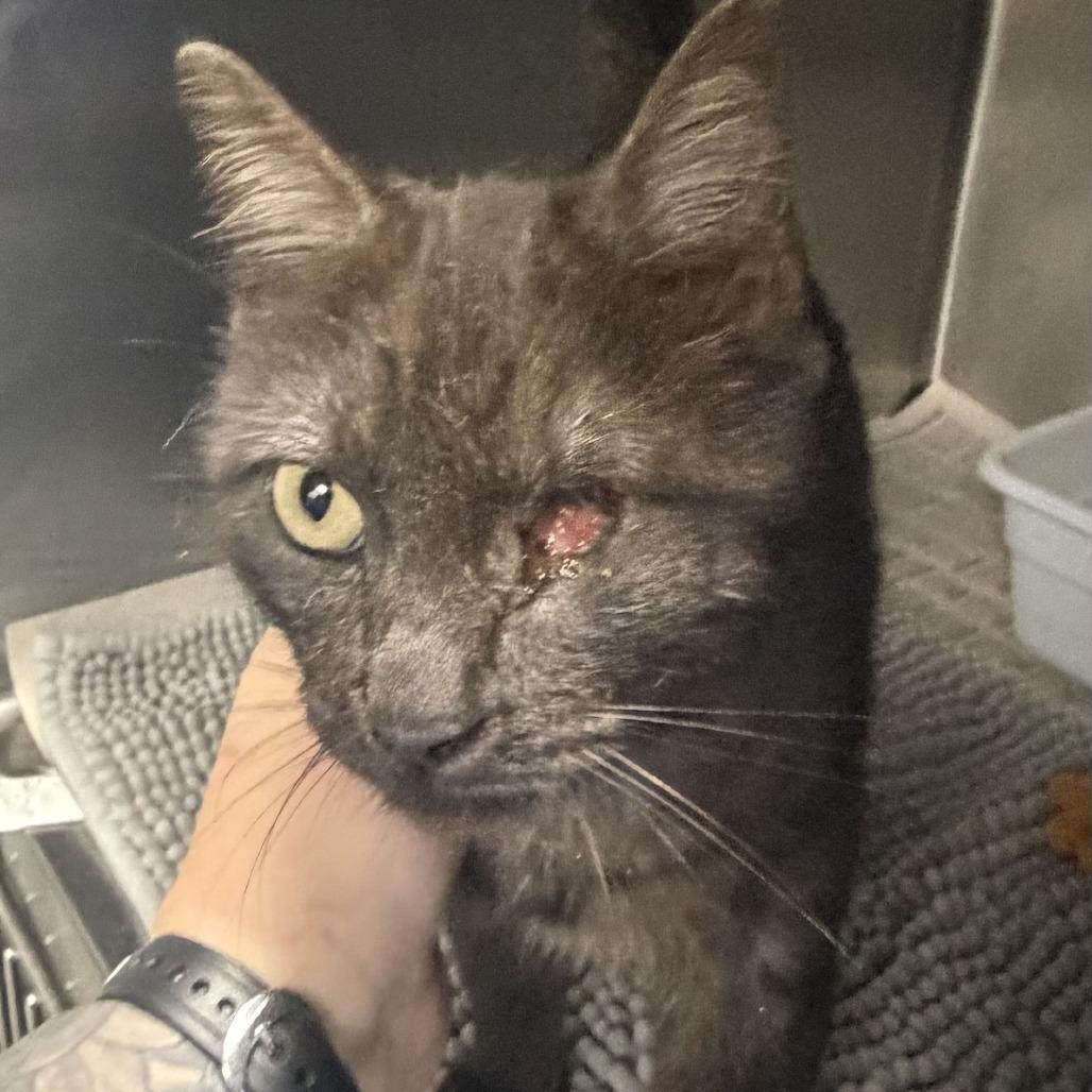 Mamba, Adoptable, Adult Female Domestic Short Hair.