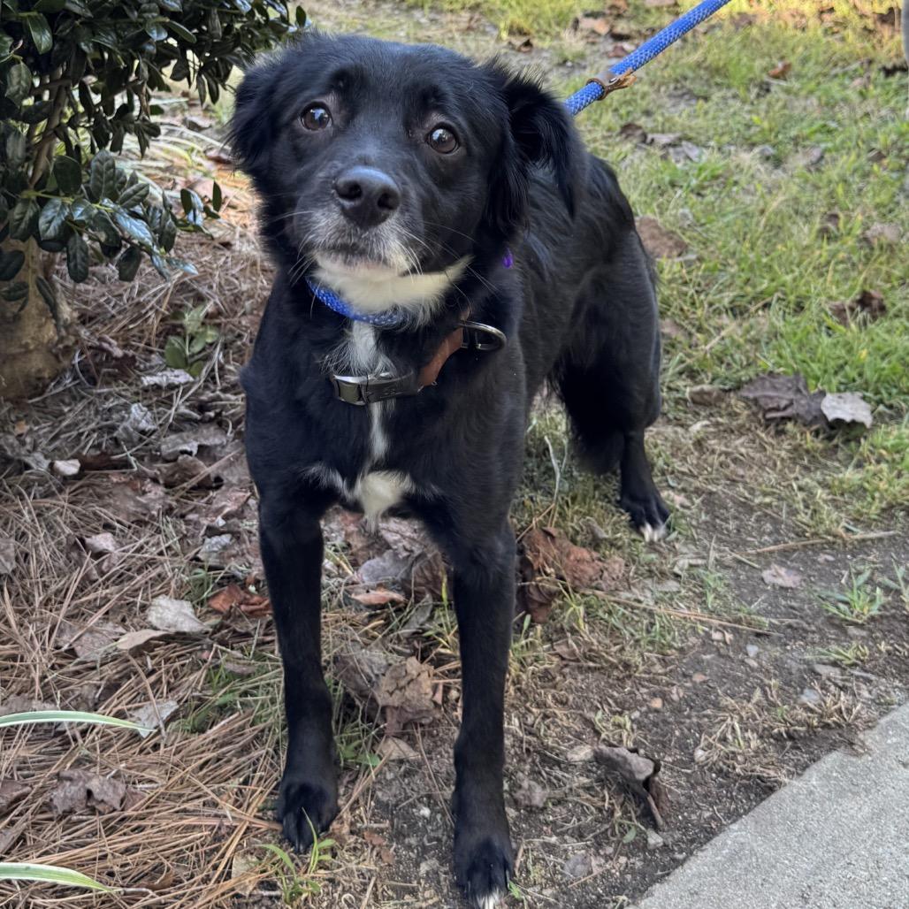Amelia, Adoptable, Adult Female Collie.