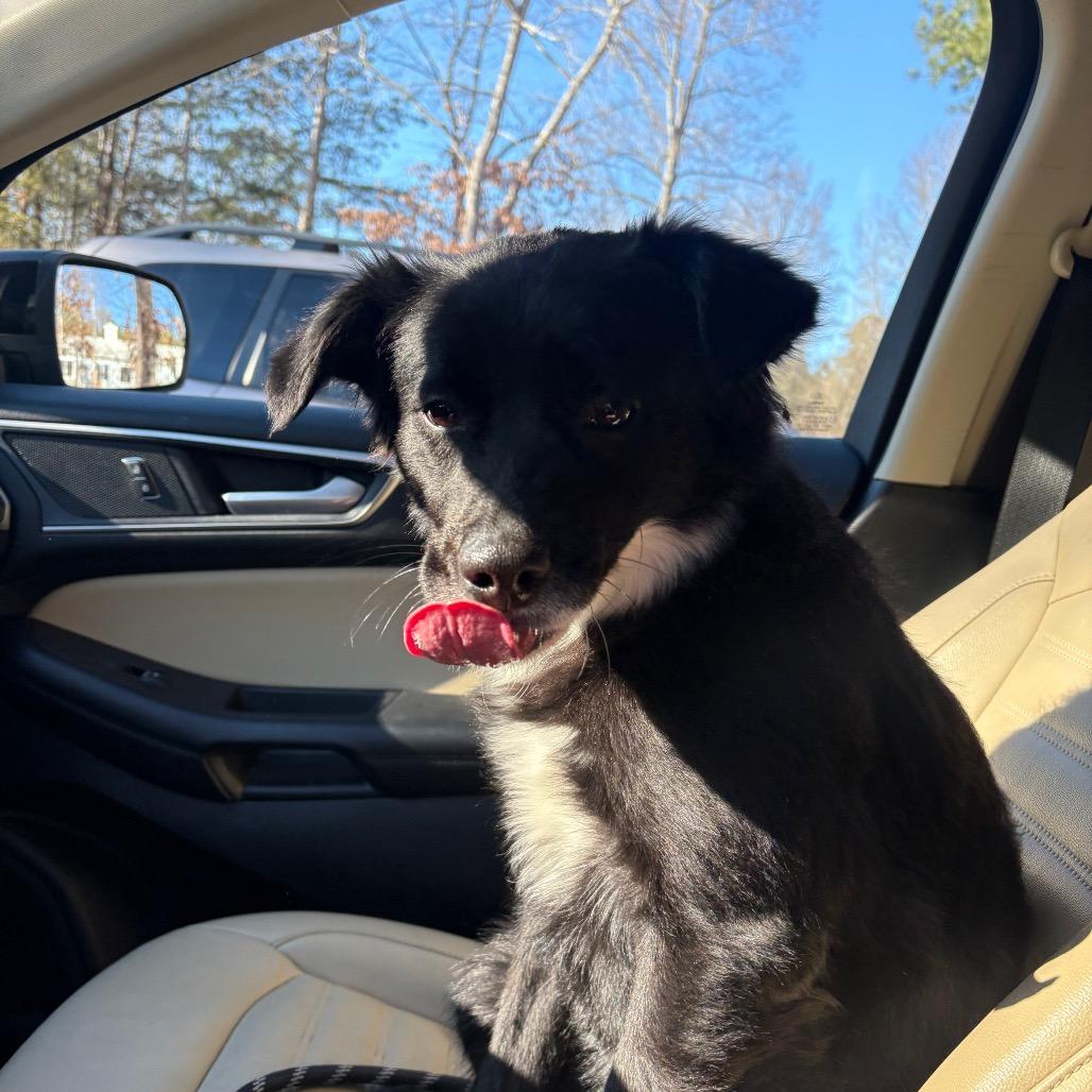 Amelia, Adoptable, Adult Female Collie.