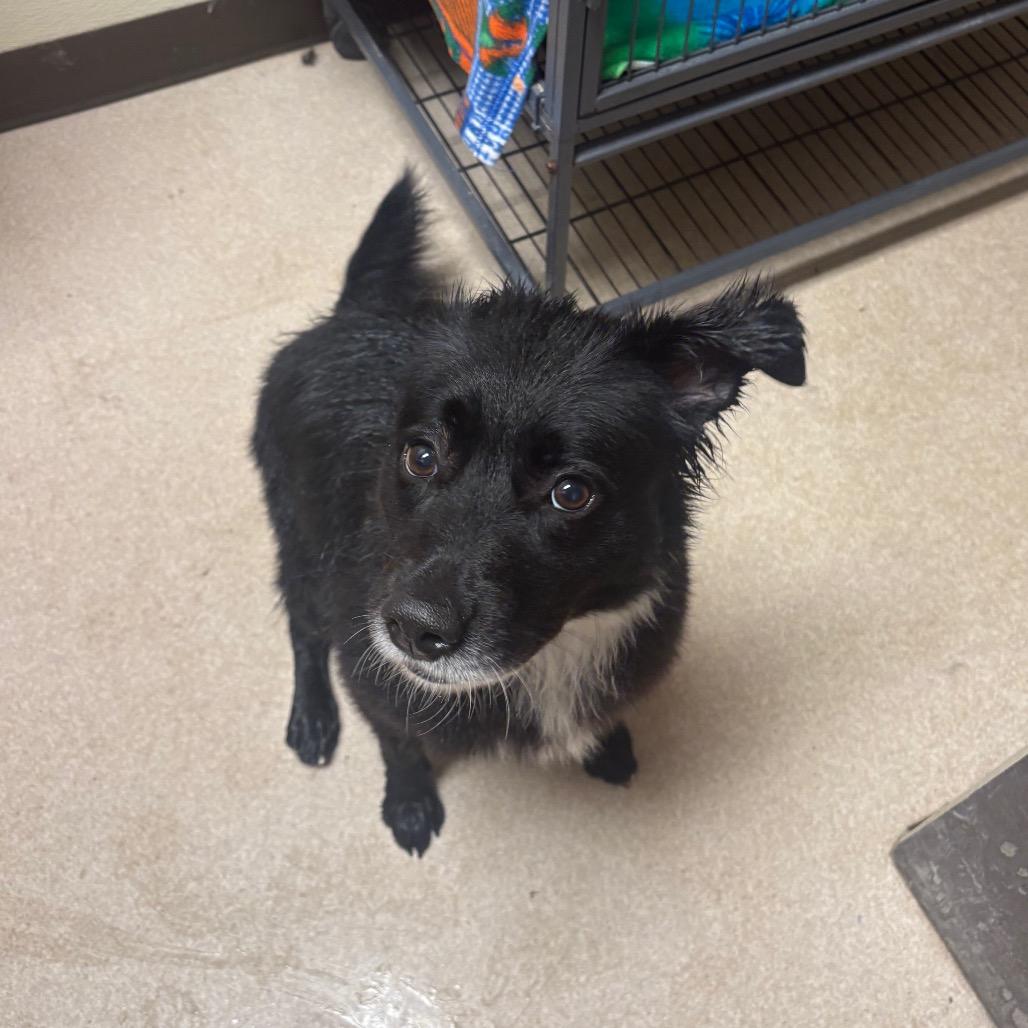 Enlarge Amelia, a Adoptable Collie in Columbus, NC image 2/6