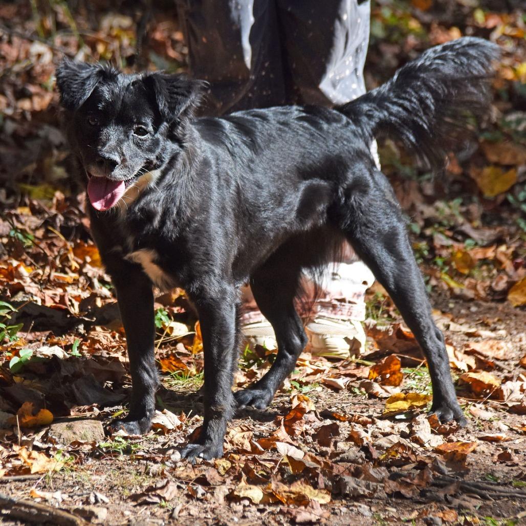 Amelia, Adoptable, Adult Female Collie.
